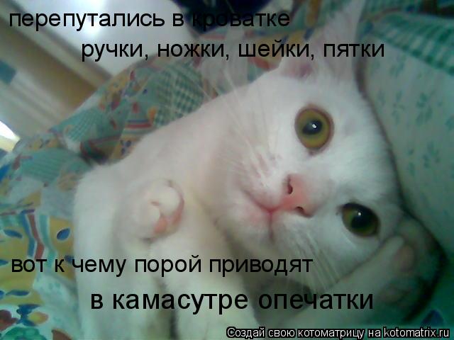 Котоматрица: перепутались в кроватке ручки, ножки, шейки, пятки вот к чему порой приводят в камасутре опечатки