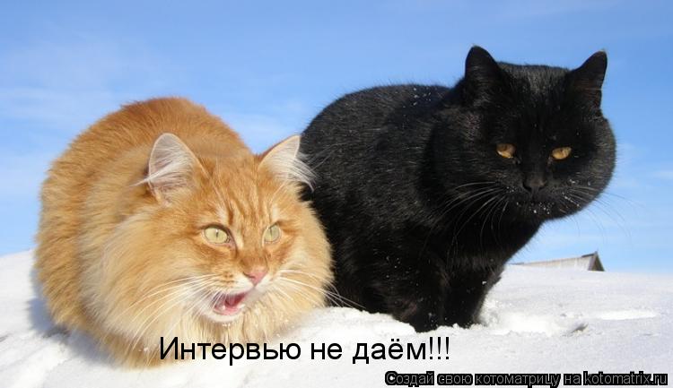 Интервью не даём!!!... Котоматрица: Интервью не даём!!!