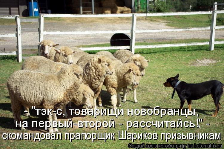- "тэк-с, товарищи новобранцы, на первый-второй - рассчитайсь!" - скомандовал прапорщик Шариков приз... Котоматрица: - "тэк-с, товарищи новобранцы, на первый-второй - рассчитайсь!" - скомандовал прапорщик Шариков призывникам