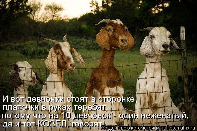 потому что на 10 девчонок - один неженатый, да и тот КОЗЕЛ, говорят! платочки в руках теребят, И вот... Котоматрица: потому что на 10 девчонок - один неженатый, да и тот КОЗЕЛ, говорят! платочки в руках теребят, И вот девчонки стоят в сторонке,