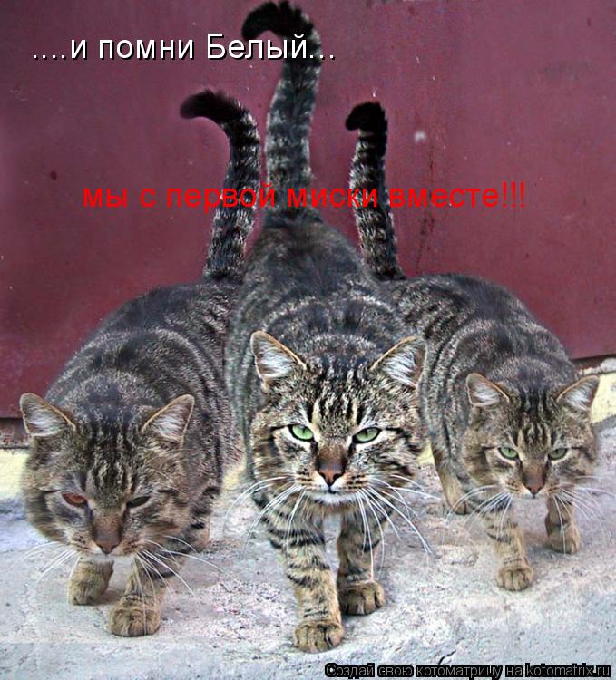 ....и помни Белый... мы с первой миски вместе!!!... Котоматрица: ....и помни Белый... мы с первой миски вместе!!!