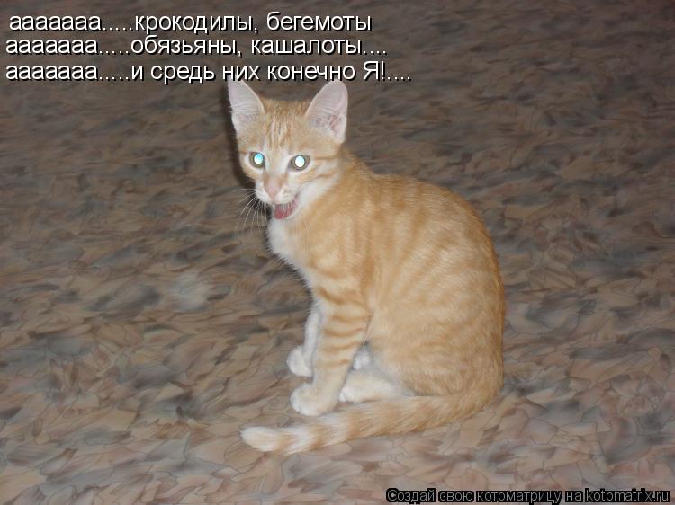 ааааааа.....крокодилы, бегемоты ааааааа.....обязьяны, кашалоты.... ааааааа.....и средь них конечно Я!... Котоматрица: ааааааа.....крокодилы, бегемоты ааааааа.....обязьяны, кашалоты.... ааааааа.....и средь них конечно Я!....