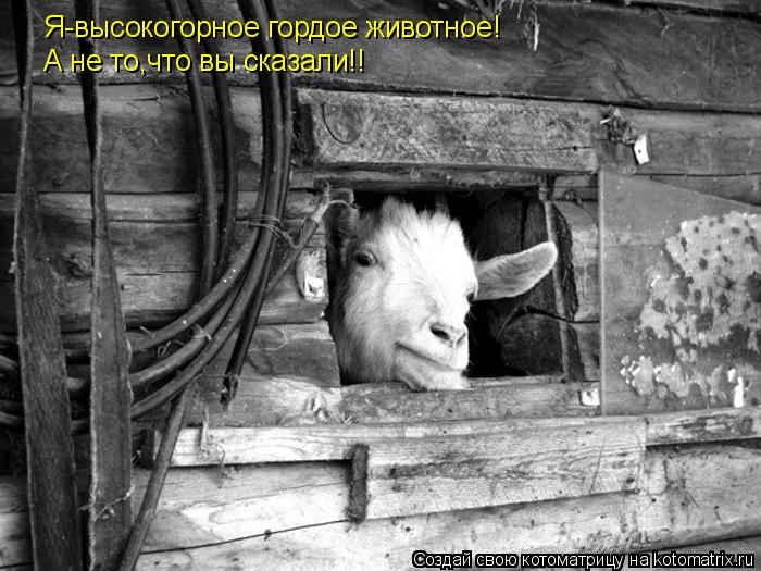 Я-высокогорное гордое животное! А не то,что вы сказали!!... Котоматрица: Я-высокогорное гордое животное! А не то,что вы сказали!!