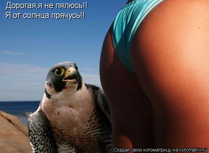 Котоматрица: Дорогая,я не пялюсь!! Я от солнца прячусь!!