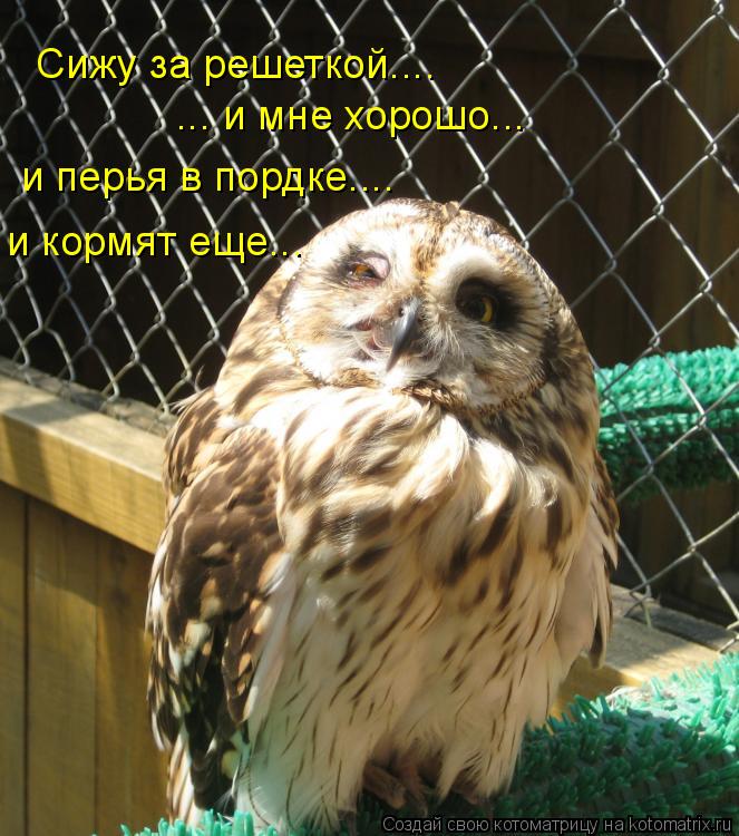 Котоматрица: Сижу за решеткой.... ... и мне хорошо... и перья в пордке.... и кормят еще...