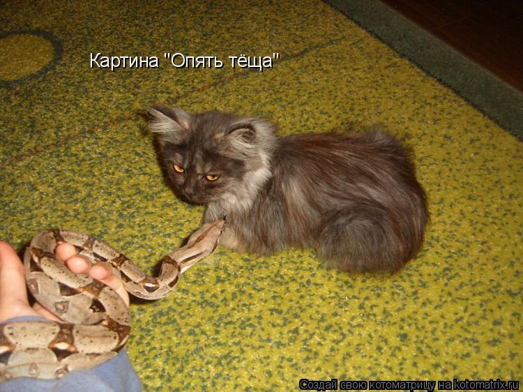 Котоматрица: Картина "Опять тёща"