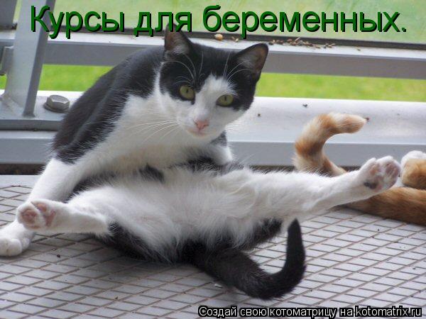 Котоматрица: Курсы для беременных.