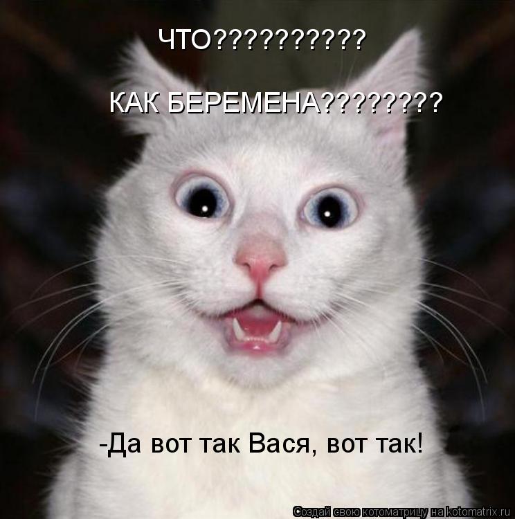 Котоматрица: ЧТО?????????? КАК БЕРЕМЕНА???????? -Да вот так Вася, вот так!