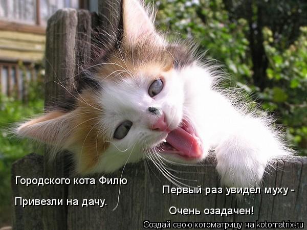 Котоматрица: Городского кота Филю Привезли на дачу. Первый раз увидел муху -  Очень озадачен!