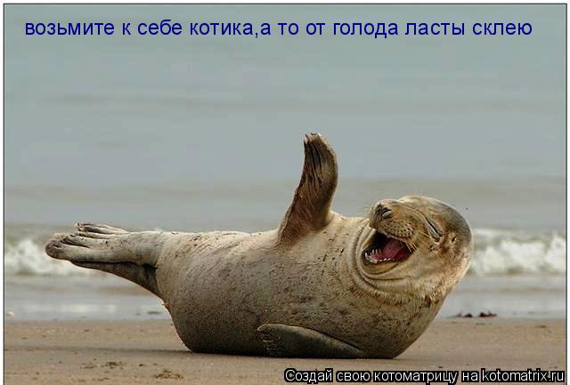 Котоматрица: возьмите к себе котика,а то от голода ласты склею