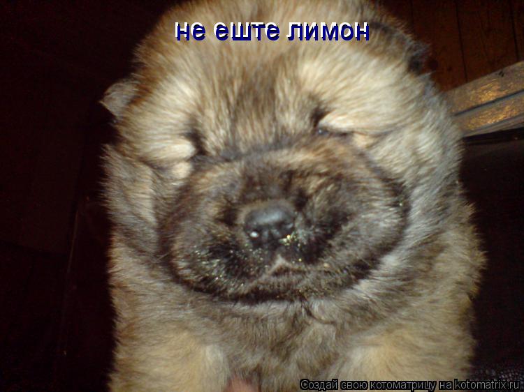 Котоматрица: не еште лимон не еште лимон