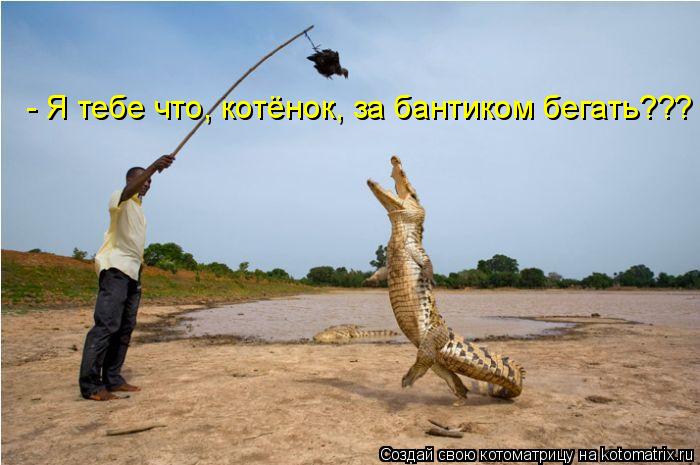 Котоматрица: - Я тебе что, котёнок, за бантиком бегать???