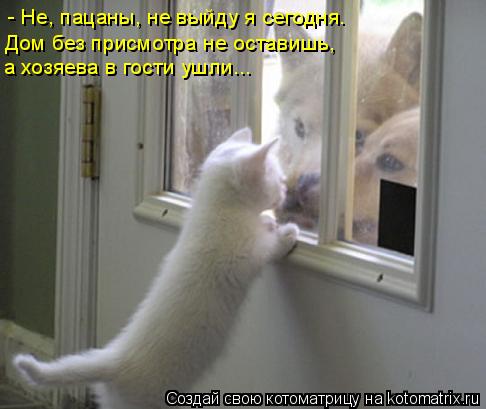 Котоматрица: - Не, пацаны, не выйду я сегодня. Дом без присмотра не оставишь, а хозяева в гости ушли...