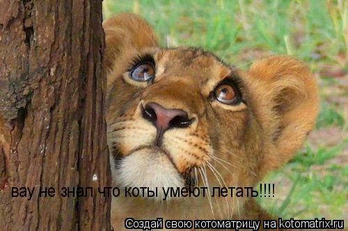 Котоматрица: вау не знал что коты умеют летать!!!!