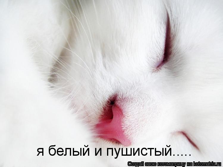 я белый и пушистый........ Котоматрица: я белый и пушистый.....