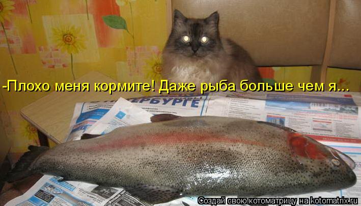 -Плохо меня кормите! Даже рыба больше чем я...... Котоматрица: -Плохо меня кормите! Даже рыба больше чем я...