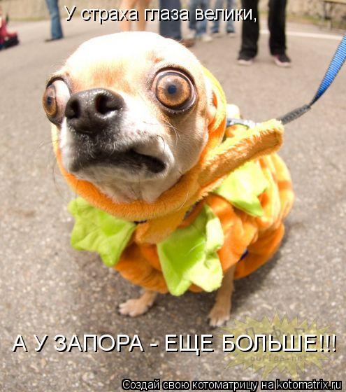 А У ЗАПОРА - ЕЩЕ БОЛЬШЕ!!! У страха глаза велики,... Котоматрица: А У ЗАПОРА - ЕЩЕ БОЛЬШЕ!!! У страха глаза велики,
