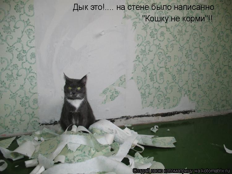 Дык это!.... на стене было написанно "Кошку не корми"!!... Котоматрица: Дык это!.... на стене было написанно "Кошку не корми"!!