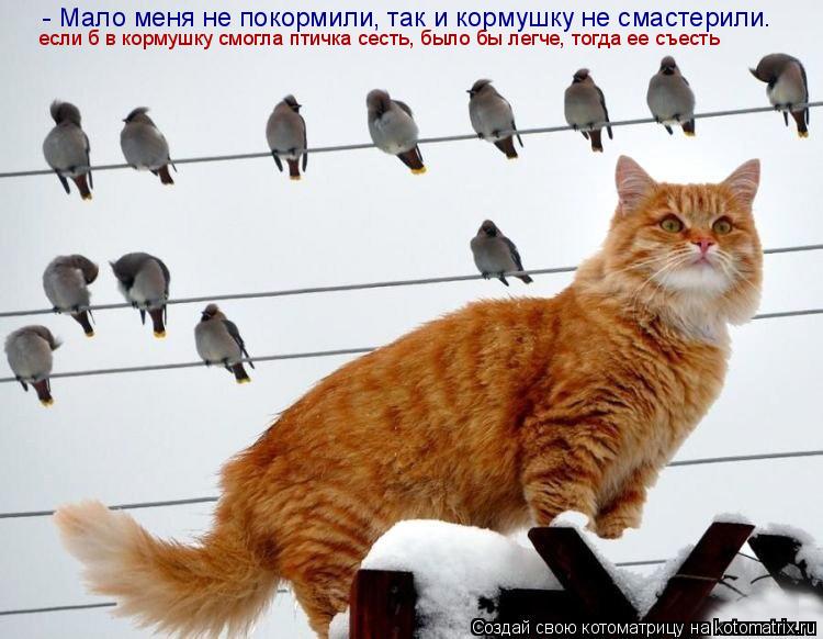 - Мало меня не покормили, так и кормушку не смастерили. если б в кормушку смогла птичка сесть, было б... Котоматрица: - Мало меня не покормили, так и кормушку не смастерили. если б в кормушку смогла птичка сесть, было бы легче, тогда ее съесть