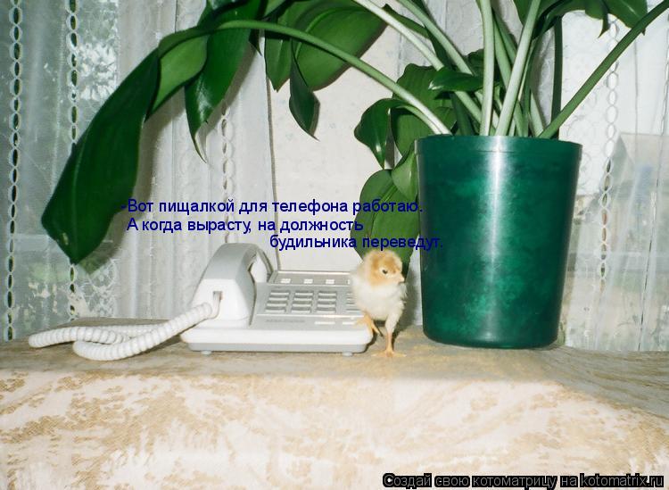 Котоматрица: -Вот пищалкой для телефона работаю. А когда вырасту, на должность  будильника переведут.