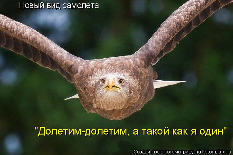 Новый вид самолёта "Долетим-долетим, а такой как я один"... Котоматрица: Новый вид самолёта "Долетим-долетим, а такой как я один"