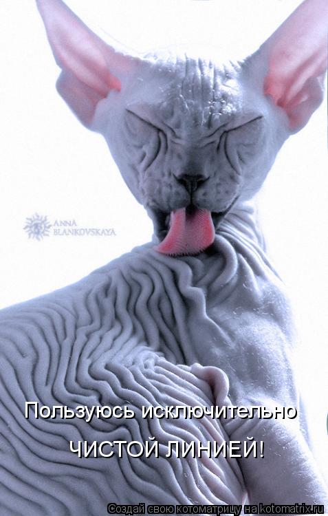 Пользуюсь исключительно ЧИСТОЙ ЛИНИЕЙ!... Котоматрица: Пользуюсь исключительно ЧИСТОЙ ЛИНИЕЙ!