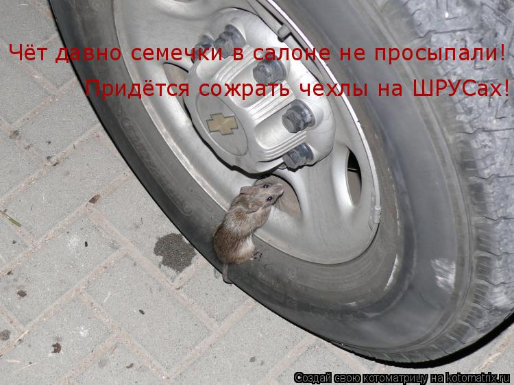 Чёт давно семечки в салоне не просыпали! Придётся сожрать чехлы на ШРУСах!... Котоматрица: Чёт давно семечки в салоне не просыпали! Придётся сожрать чехлы на ШРУСах!