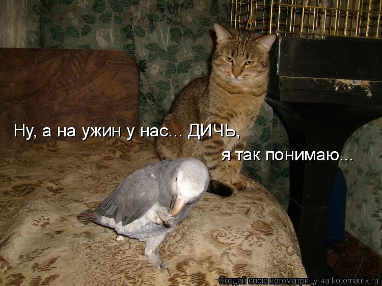 Ну, а на ужин у нас... ДИЧЬ, я так понимаю...... Котоматрица: Ну, а на ужин у нас... ДИЧЬ, я так понимаю...