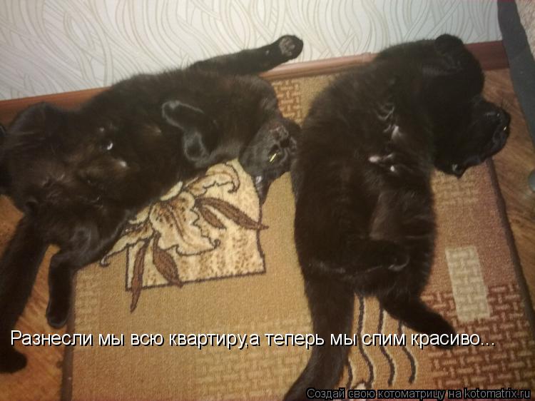 Разнесли мы всю квартиру,а теперь мы спим красиво... Разнесли мы всю квартиру,а теперь мы спим красив... Котоматрица: Разнесли мы всю квартиру,а теперь мы спим красиво... Разнесли мы всю квартиру,а теперь мы спим красиво...