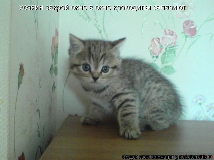 хозяин закрой окно в окно крокодилы залазиют... Котоматрица: хозяин закрой окно в окно крокодилы залазиют