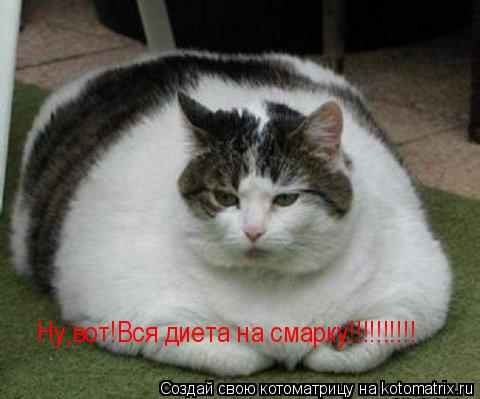 Ну,вот!Вся диета на смарку!!!!!!!!!!... Котоматрица: Ну,вот!Вся диета на смарку!!!!!!!!!!