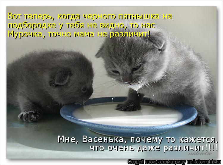 Котоматрица: Мурочка, точно мама не различит! подбородке у тебя не видно, то нас  Мне, Васенька, почему то кажется,  Вот теперь, когда черного пятнышка на  ч