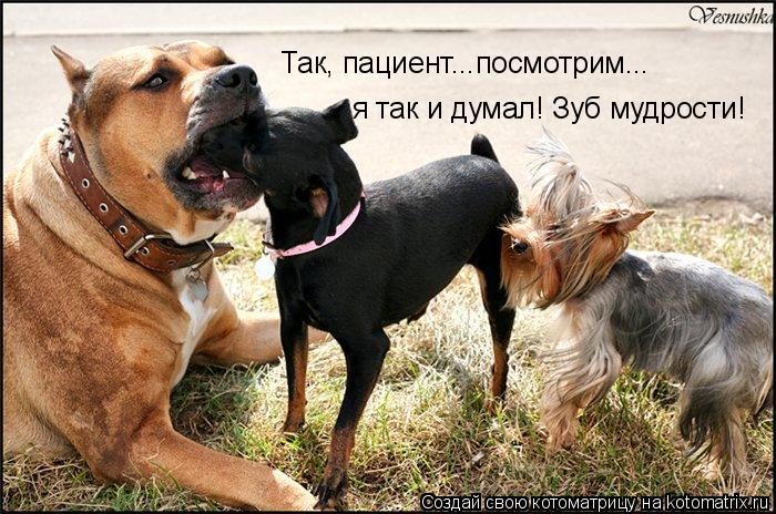 Котоматрица: Так, пациент...посмотрим... я так и думал! Зуб мудрости!