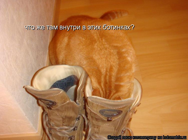 Котоматрица: что же там внутри в этих ботинках?