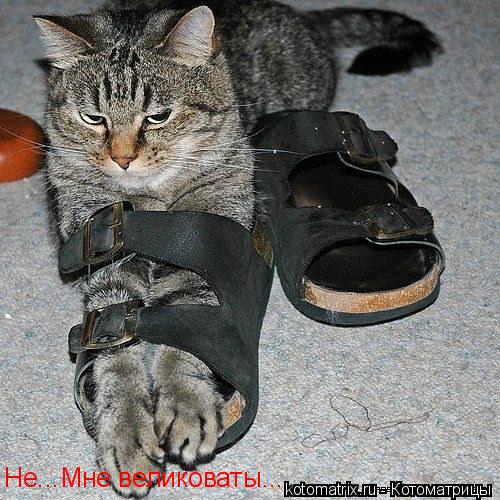 Котоматрица: Не...Мне великоваты...