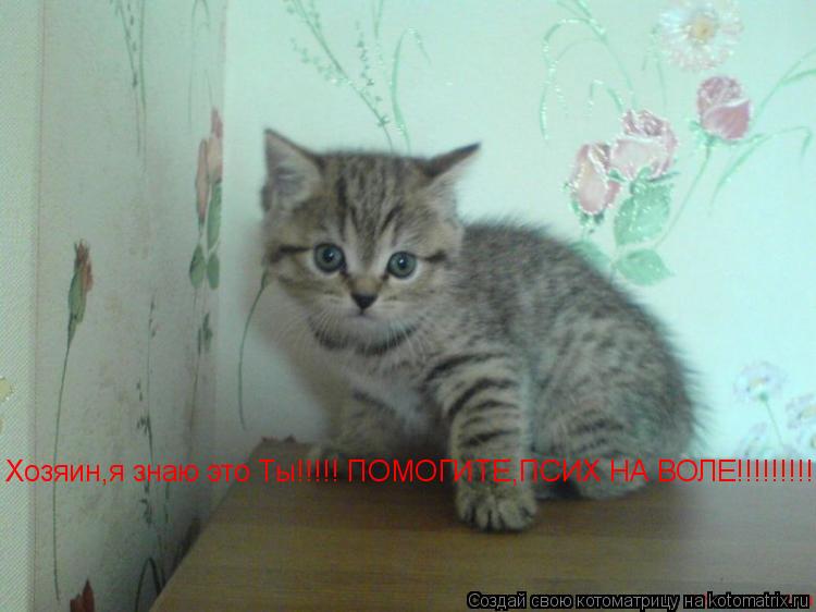 Котоматрица: Хозяин,я знаю это Ты!!!!! ПОМОГИТЕ,ПСИХ НА ВОЛЕ!!!!!!!!!!!!!!