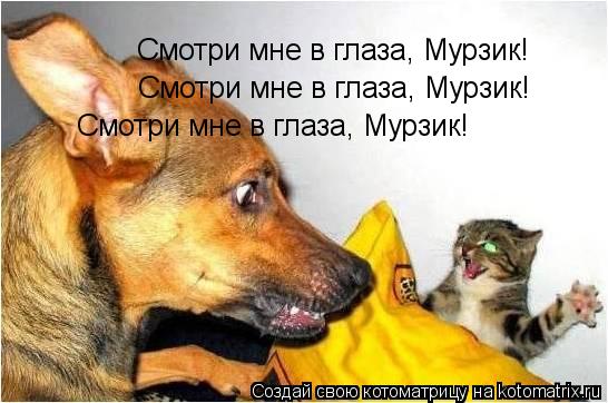 Котоматрица: Смотри мне в глаза, Мурзик! Смотри мне в глаза, Мурзик! Смотри мне в глаза, Мурзик!