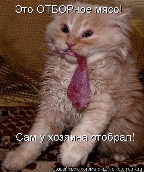 Котоматрица: Это ОТБОРное мясо! Сам у хозяина отобрал!