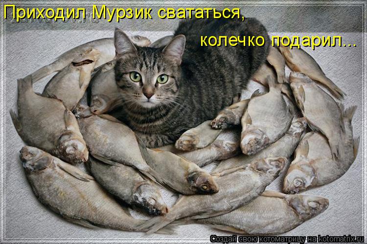 колечко подарил... Приходил Мурзик свататься,... Котоматрица: колечко подарил... Приходил Мурзик свататься,