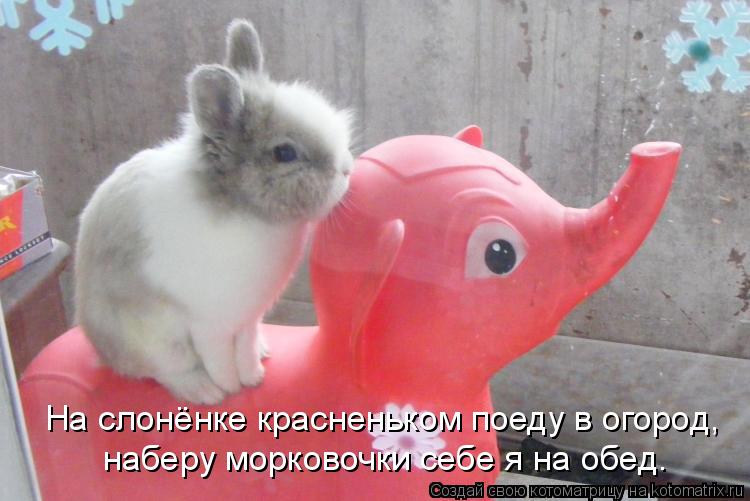 Котоматрица: На слонёнке красненьком поеду в огород, наберу морковочки себе я на обед.