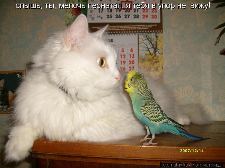 Котоматрица: слышь, ты, мелочь пернатая, я тебя в упор не  вижу!