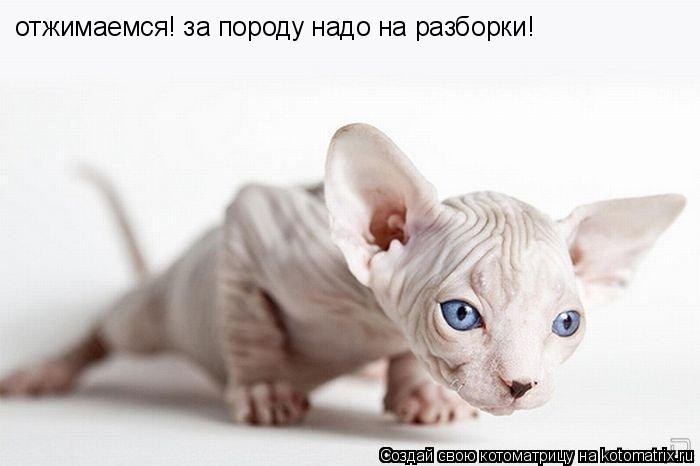 Котоматрица: отжимаемся! за породу надо на разборки!