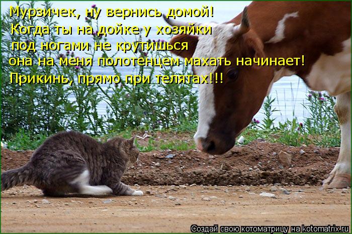 Мурзичек, ну вернись домой! Когда ты на дойке у хозяйки под ногами не крутишься она на меня полотенце... Котоматрица: Мурзичек, ну вернись домой! Когда ты на дойке у хозяйки под ногами не крутишься она на меня полотенцем махать начинает! Прикинь, прямо при те