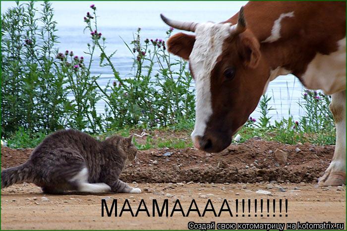 МААМАААА!!!!!!!!!... Котоматрица: МААМАААА!!!!!!!!!