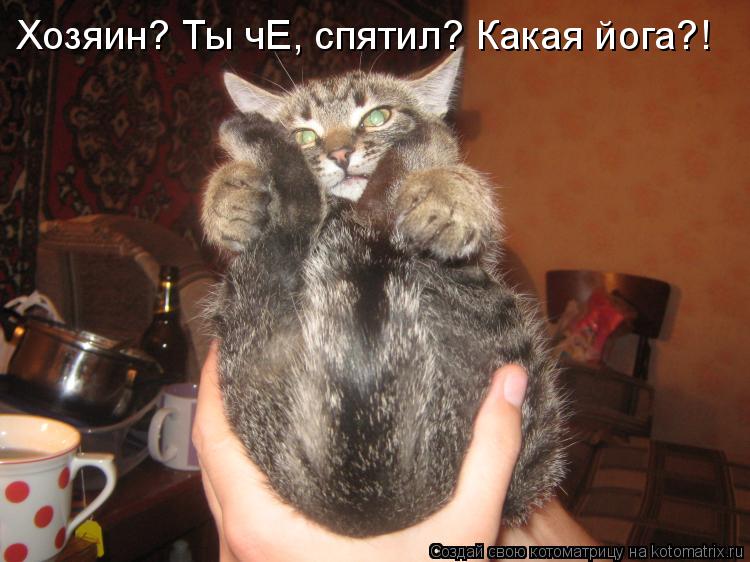 Котоматрица: Хозяин? Ты чЕ, спятил? Какая йога?!