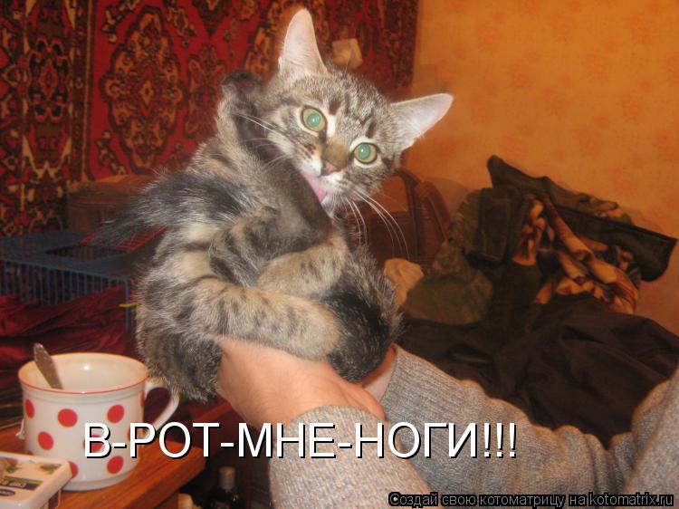 Котоматрица: В-РОТ-МНЕ-НОГИ!!!
