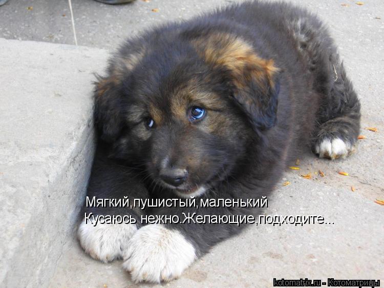 Котоматрица: Мягкий,пушистый,маленький Кусаюсь нежно.Желающие,подходите...