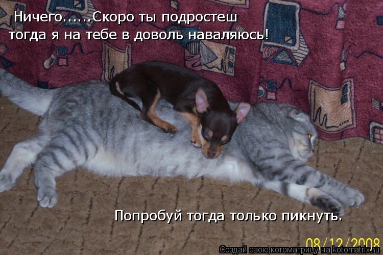 Котоматрица: Ничего......Скоро ты подростеш тогда я на тебе в доволь наваляюсь! Попробуй тогда только пикнуть.