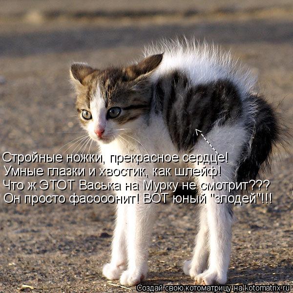 Котоматрица: Стройные ножки, прекрасное сердце! ------> Умные глазки и хвостик, как шлейф! Что ж ЭТОТ Васька на Мурку не смотрит??? Он просто фасооонит! ВОТ юн