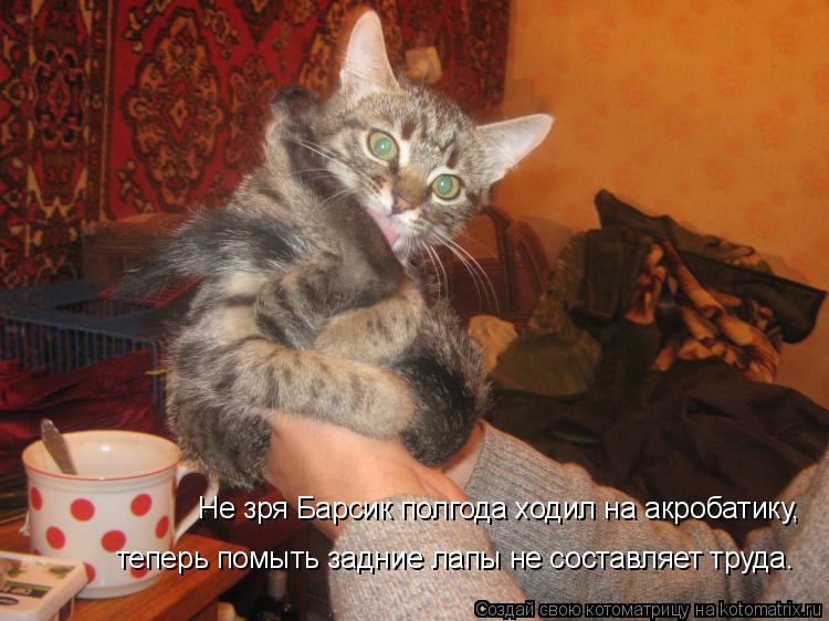 Котоматрица: Не зря Барсик полгода ходил на акробатику, теперь помыть задние лапы не составляет труда.